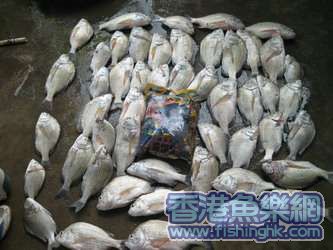 鲷王钓鱼图1.jpg