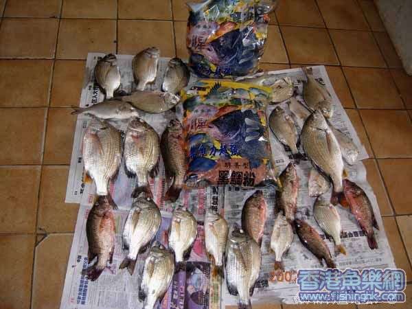 鲷王钓鱼图3.jpg