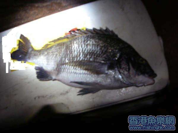 Fish.JPG