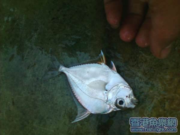 唔知咩魚.JPG