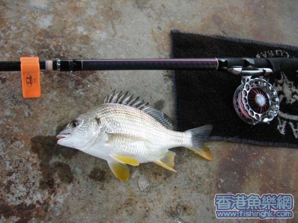 24cm肥黃腳