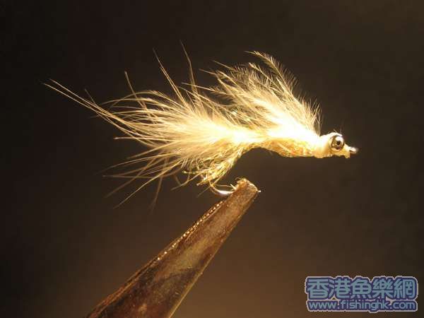 小魚1