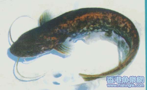 革胡子鲶.gif