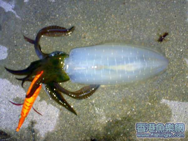 20070817062.jpg