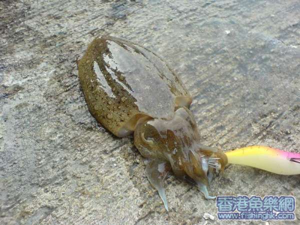 佢隻針墨