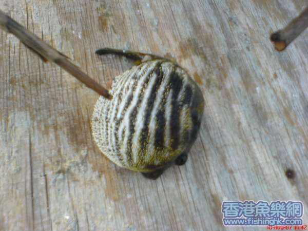 DSC02670.JPG
