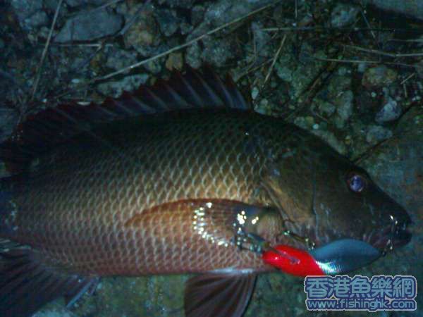 送你一條平價魚