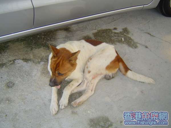 肥仔狗狗