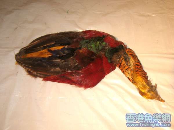 雀殼3
