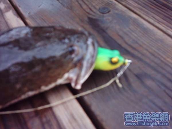 這個釣點有兩層樓高喔....