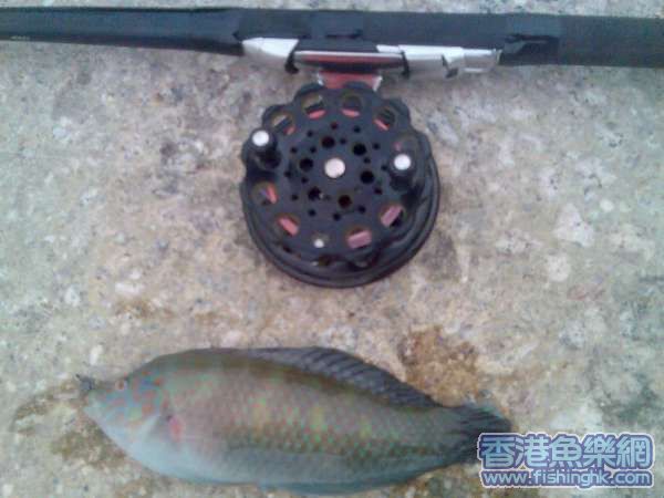 呢條哨牙妹係用死蟹仔中的,好Q巨型