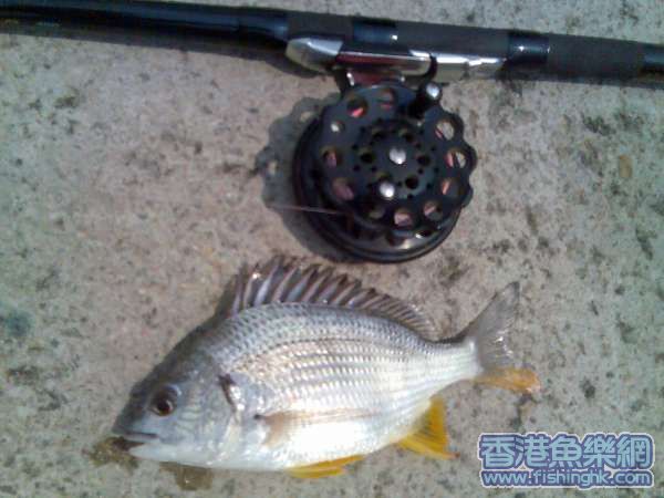 本人所有魚穫以經回歸大海
