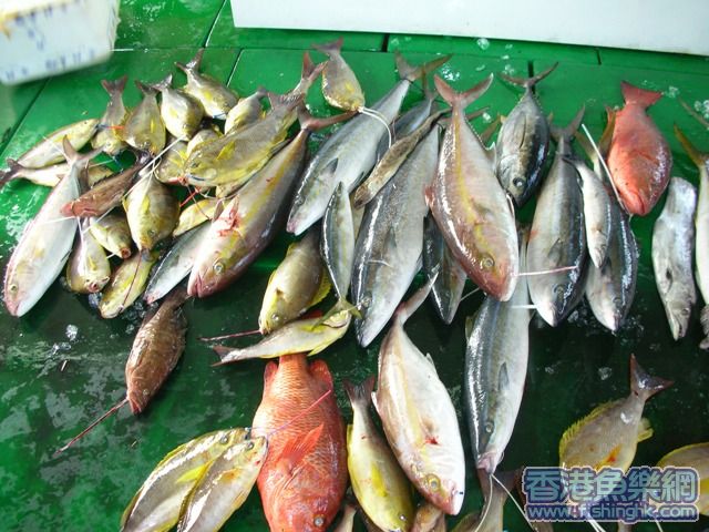 油台小收穫.JPG