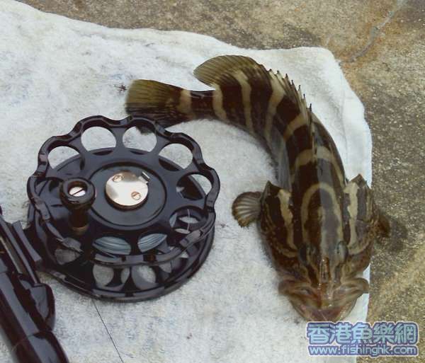 油斑A.jpg