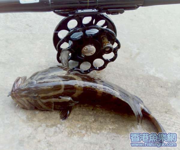 油斑B.jpg