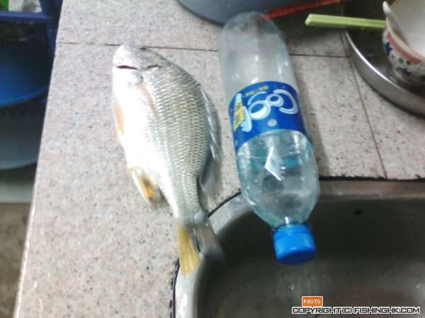 IMG041.JPG