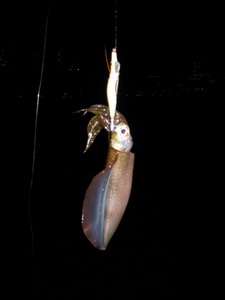 IMG_2541.JPG