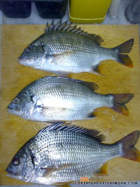 3 largest catch of the night w flash.jpg