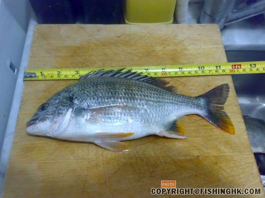 Almost 12 inches yellow tail bream.jpg