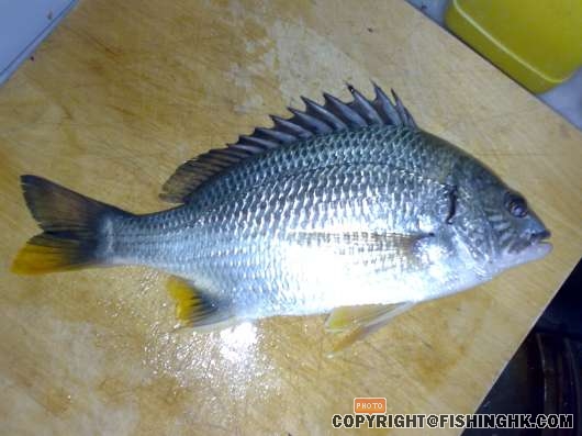 yellow tail bream 23 sept.jpg