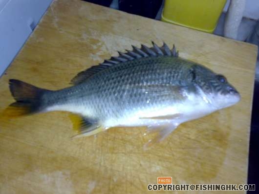 yellow tail 23 sept.jpg