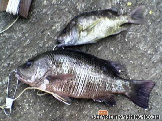 是日好魚.jpg