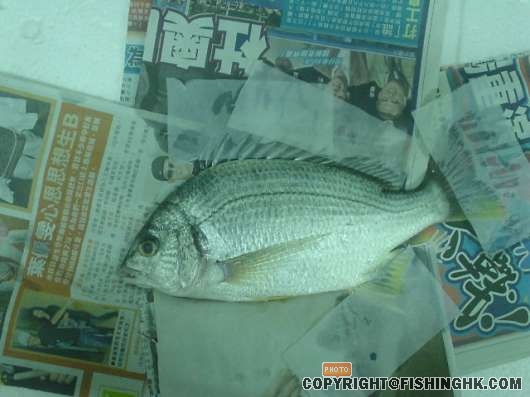 用料.一條好靚黄腳