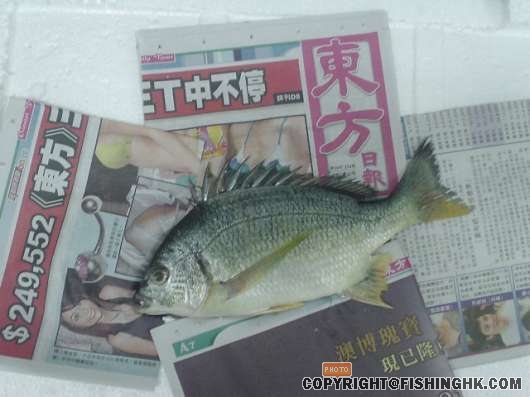 之後又洗魚...再上多一次色,拓第二條