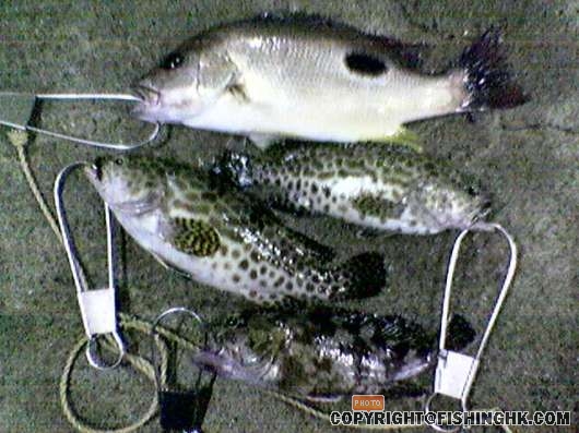 小魚兒.jpg