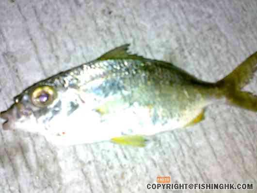 unknown fish.jpg