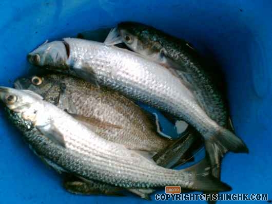 三門仔魚排 04.jpg