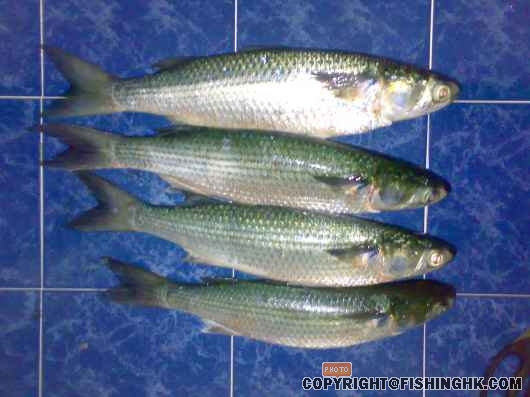 20071101017.jpg