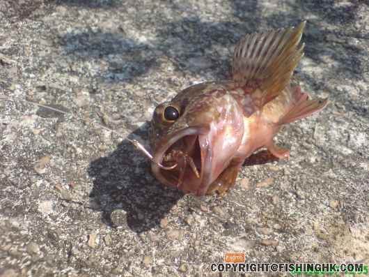 其中釣獲 都未試一日用蟹仔係咁上石狗=_=!