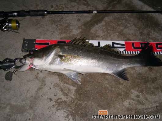 54cm 3lb