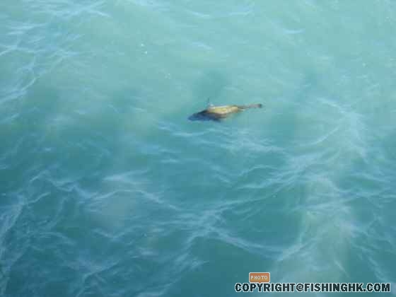 放魚連環圖 ~ Bye!
