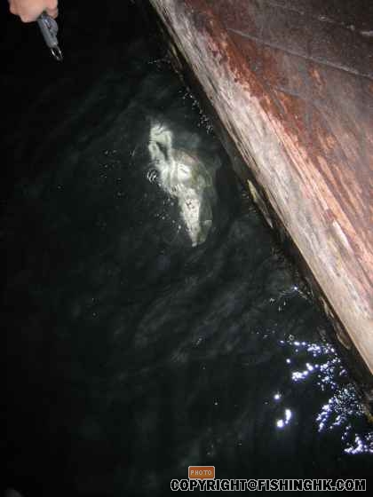 IMG_1016_resized.jpg