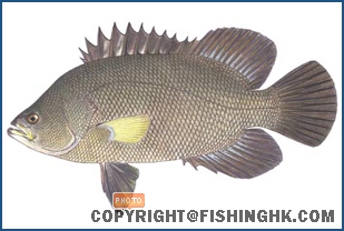 大木魚2