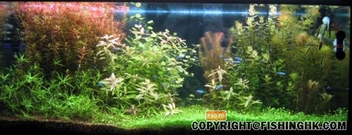 Personal best aquascape back then