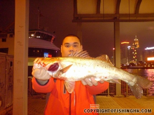 seabass1.JPG