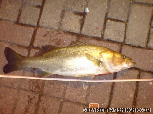 seabass.JPG