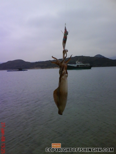 小小魷