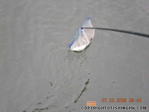 Sending the fish down with net