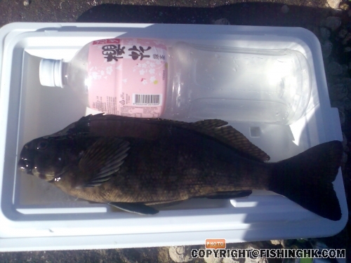 真係ng know what fish it is...有鬼佬話係Drummer(冧蚌)同Rock Fish(班類)ge mix woo~!!