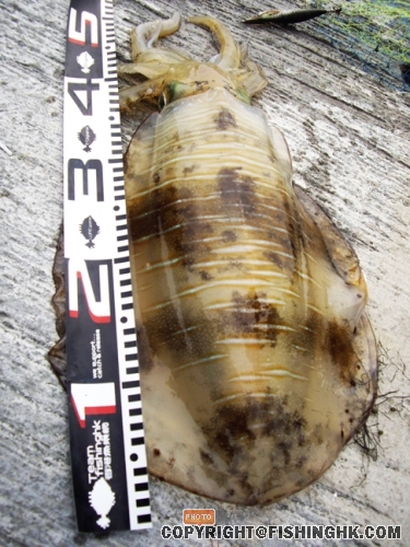 IMGP2318.JPG