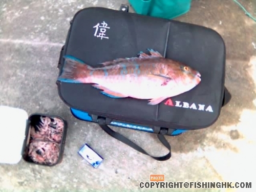 青衣黃衣.jpg