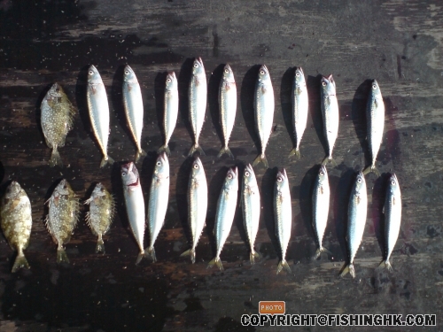 DSC00510.JPG