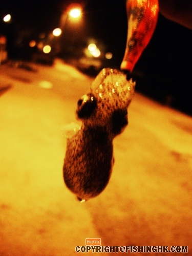 IMGP2329.JPG