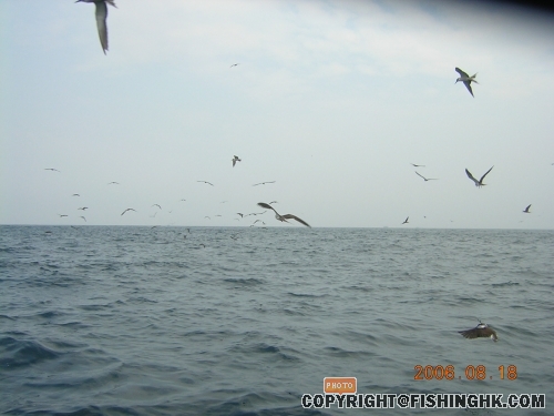 響炮後海鳥就滿天飛出來搵食