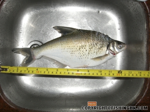 37cm 900g