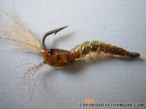 shrimp01.jpg